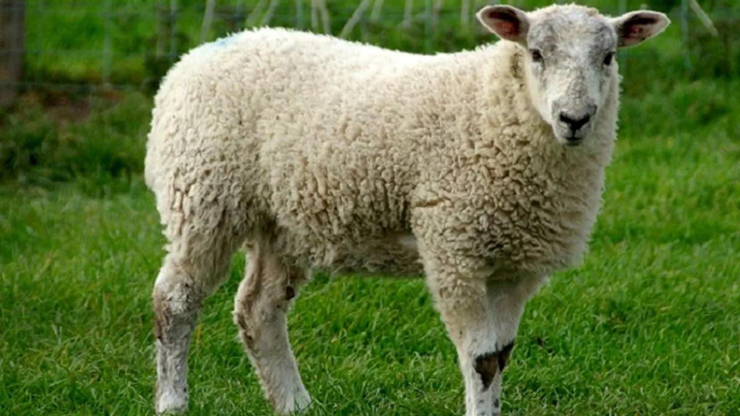 Properties and characteristics of sheep meat and products