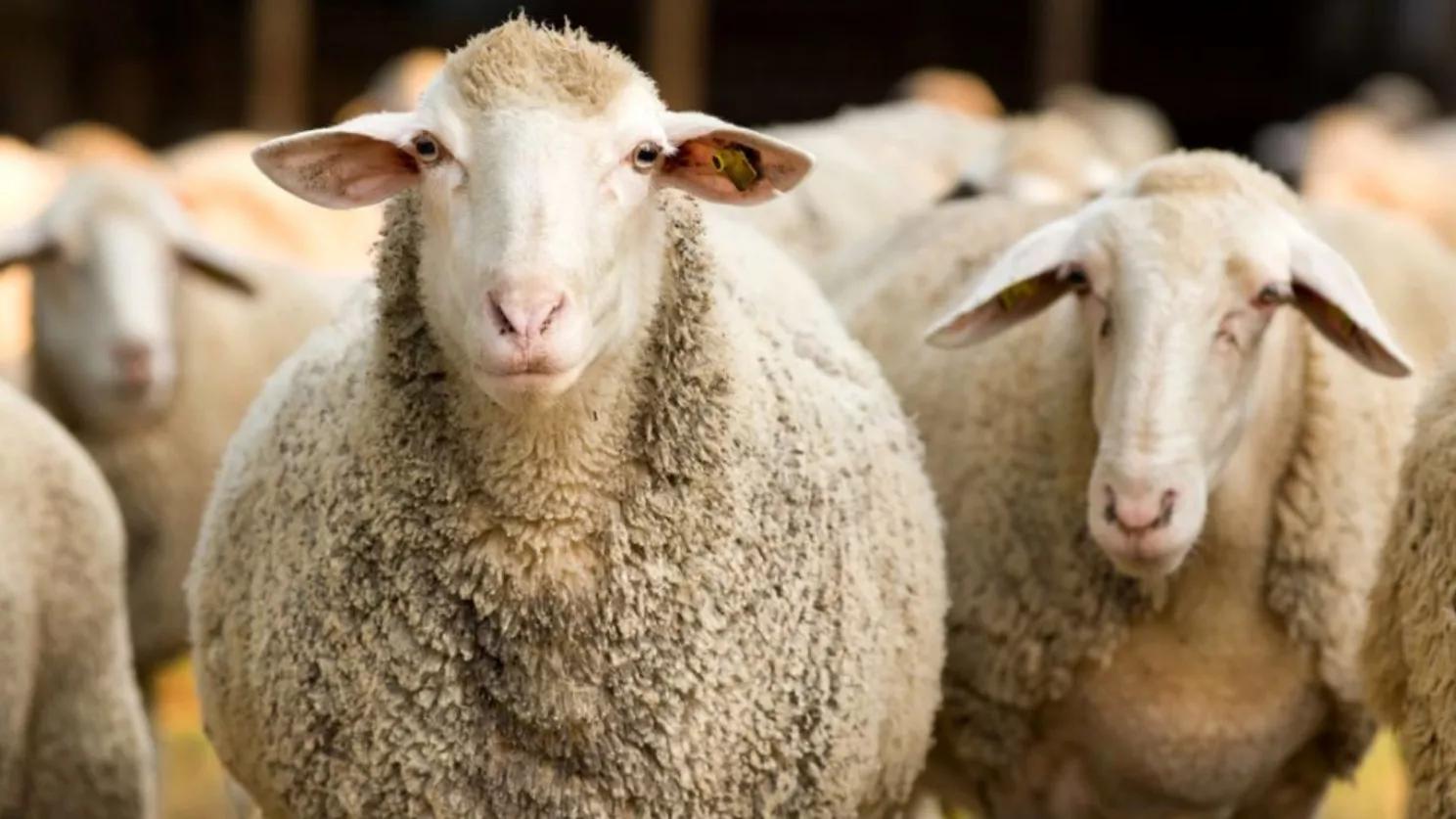 Applied behavior of sheep