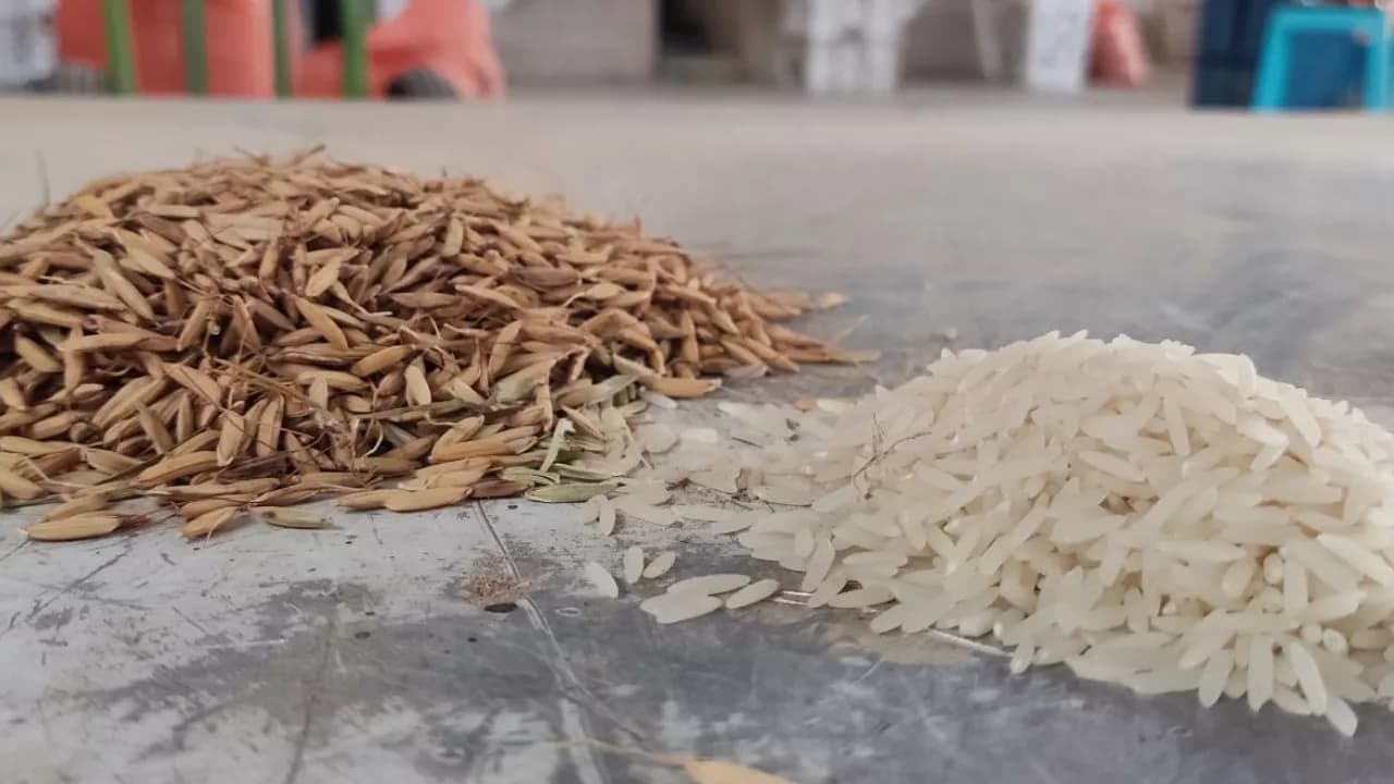 شالیکوبی