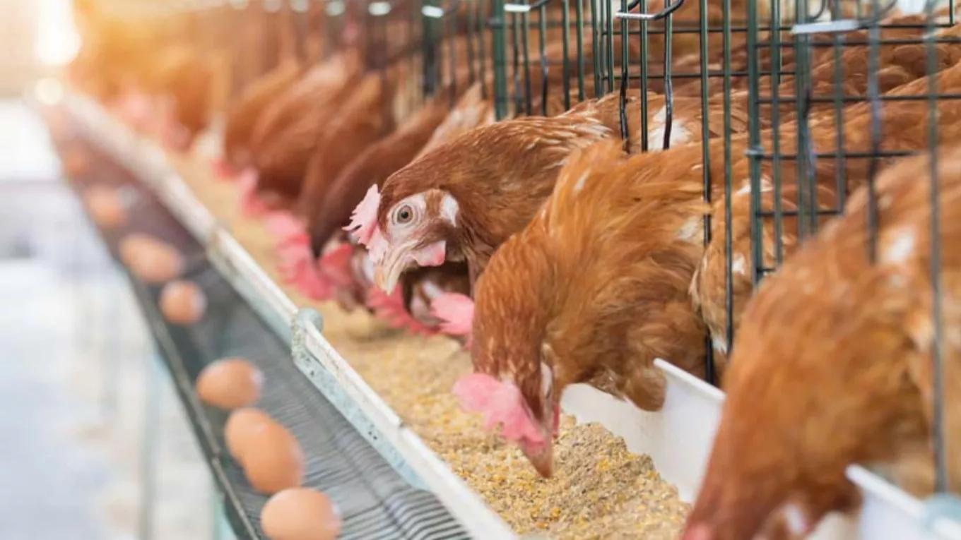 Familiarity with the basic requirements for building a poultry shed?