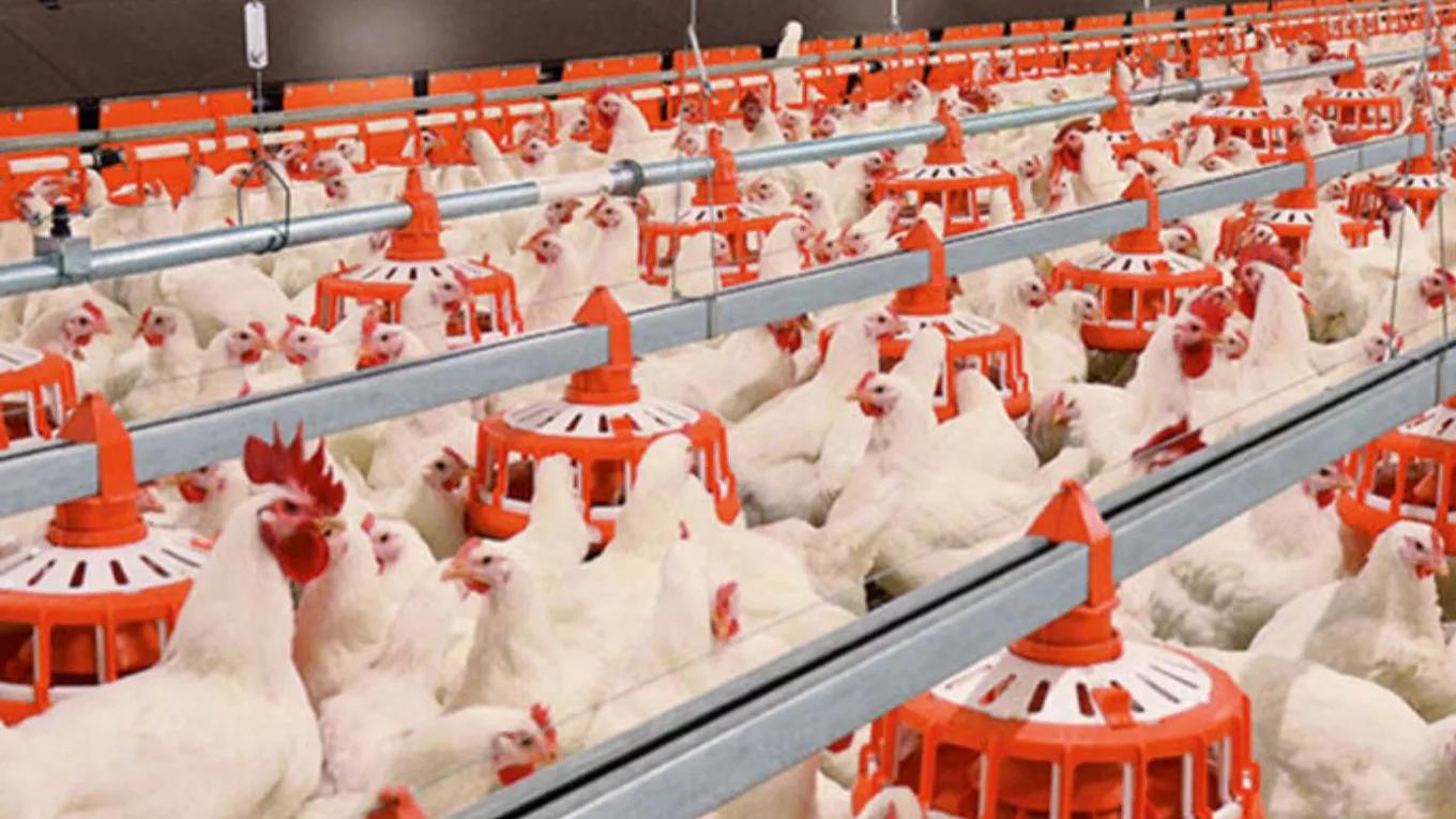 Broiler temperature conditions