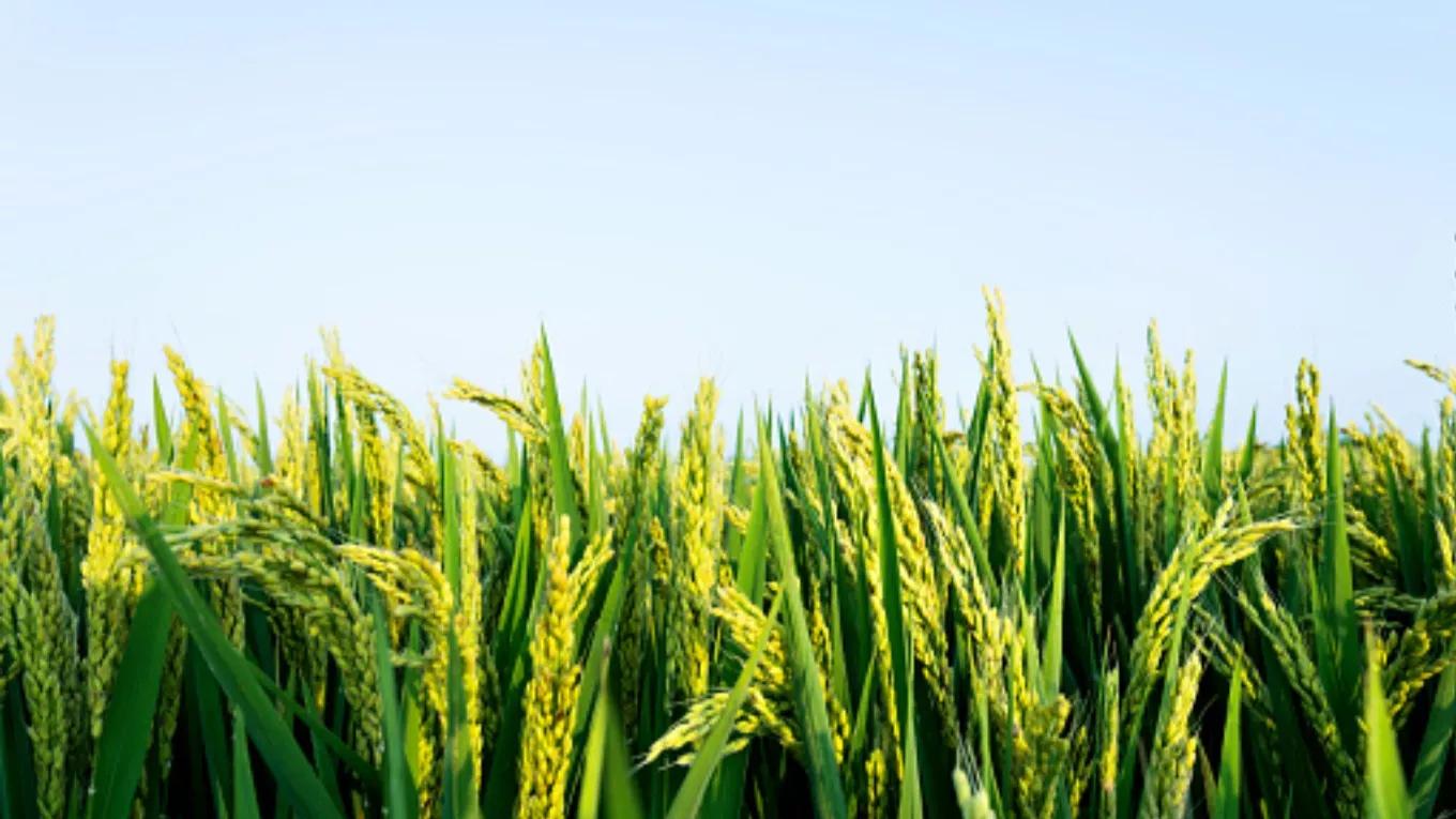 Steps of planting rice