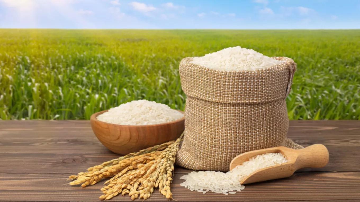 Methods of identifying high-quality Iranian rice