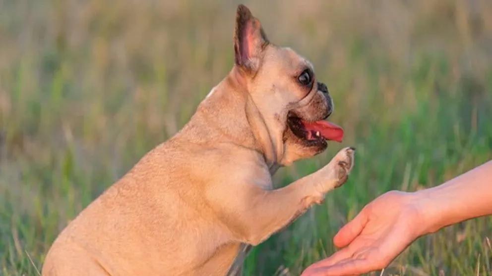 Important points during training exercises with French bulldogs