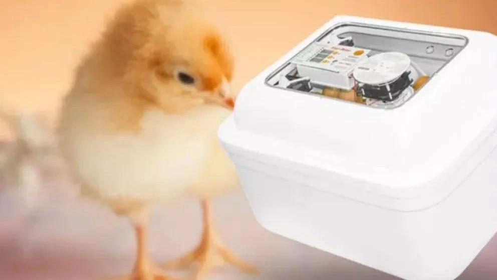 Checking the factors and important things in buying an incubator