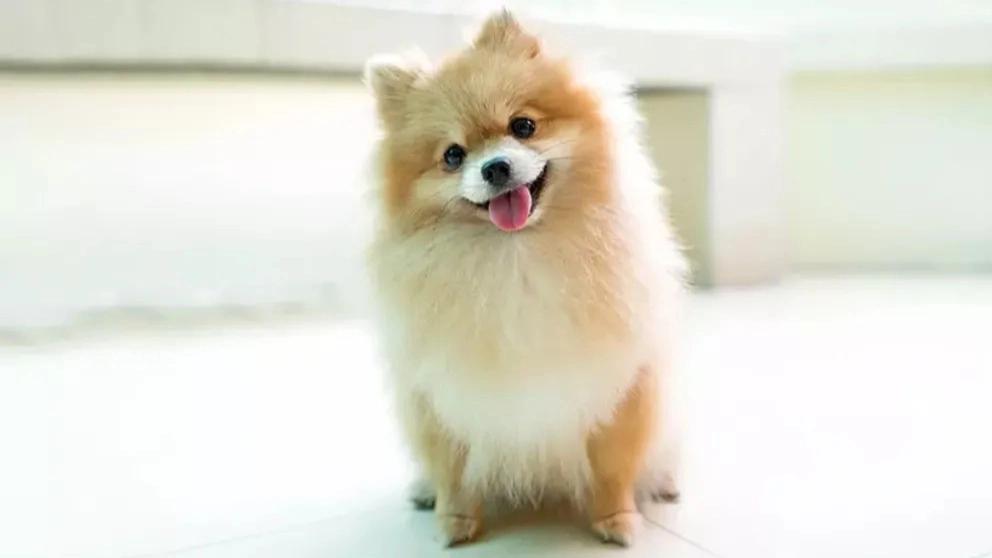Introducing the Pomeranian breed