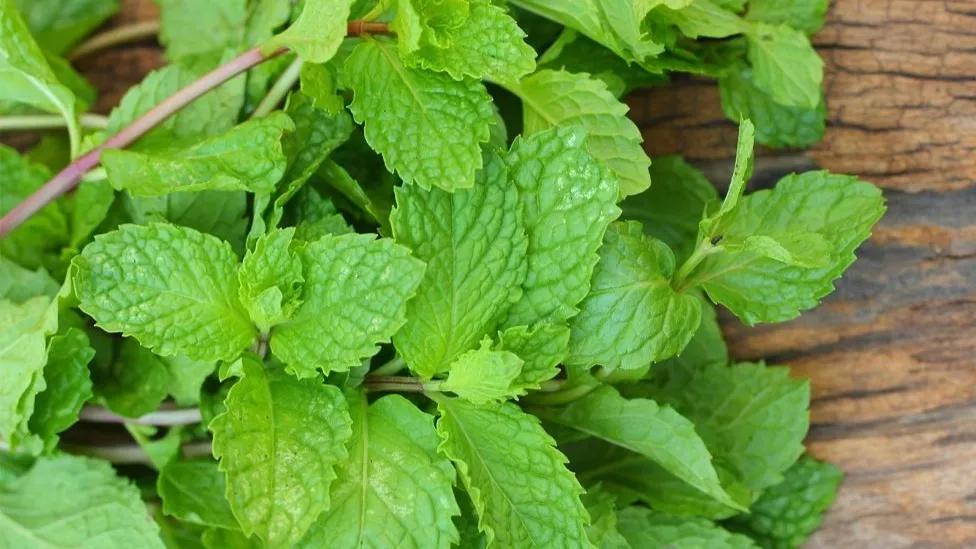 Properties of mint sweat