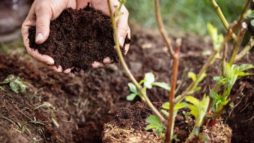 Important components of organic fertilizers