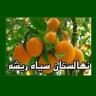 مشتل الجذر الأسود في قائمشهر