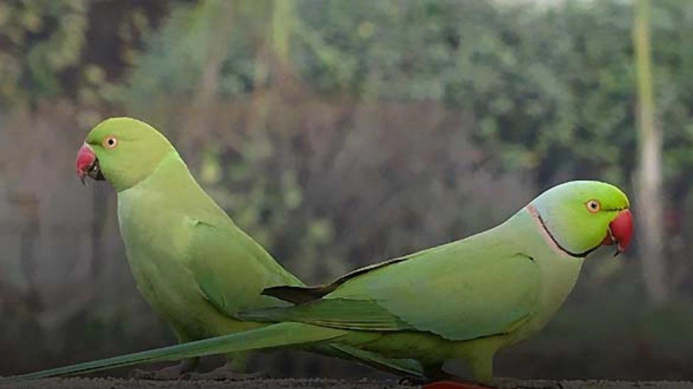 Acquaintance with types of green parrots