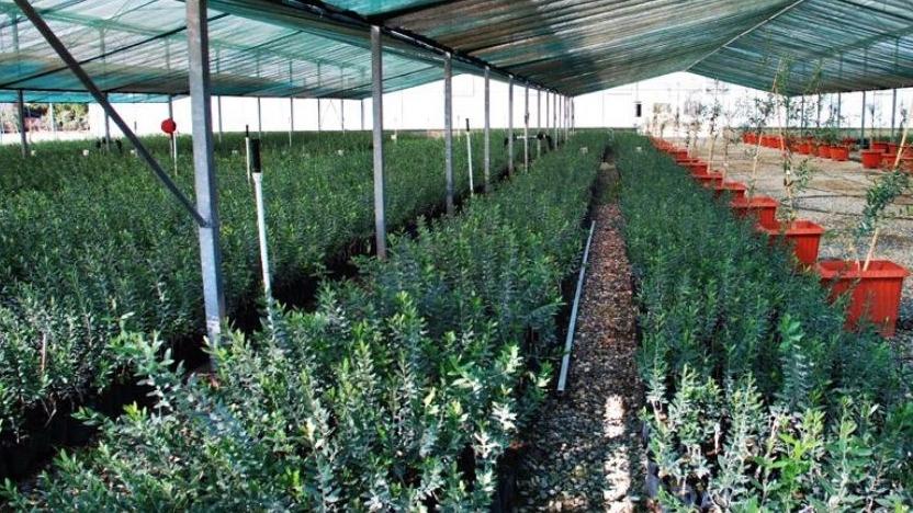What seedlings can be grown in the apartment?