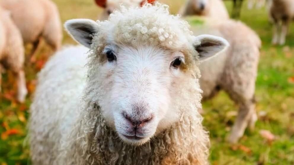 Characteristics of healthy livestock and its appearance