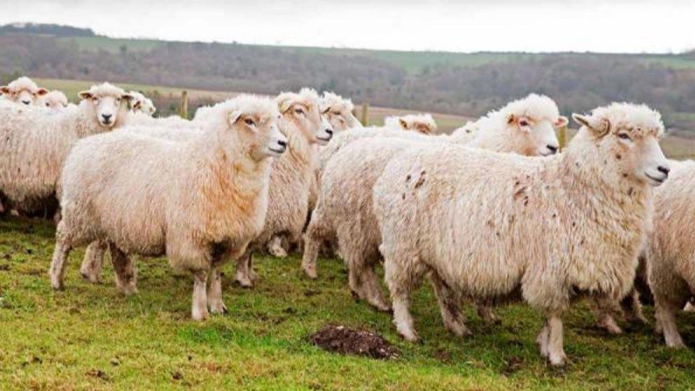 Important items for sheltering sheep and goats in winter