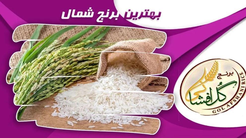 أفضل أرز الشمال أرز مازندران بجميع أنواعه