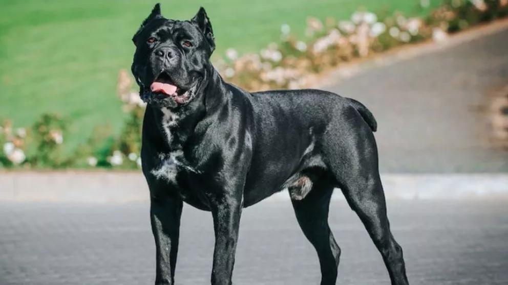Methods of controlling dog misbehavior and aggression
