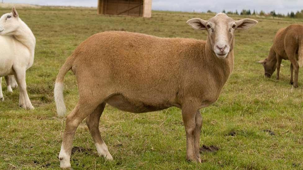 Important tips for buying live sheep