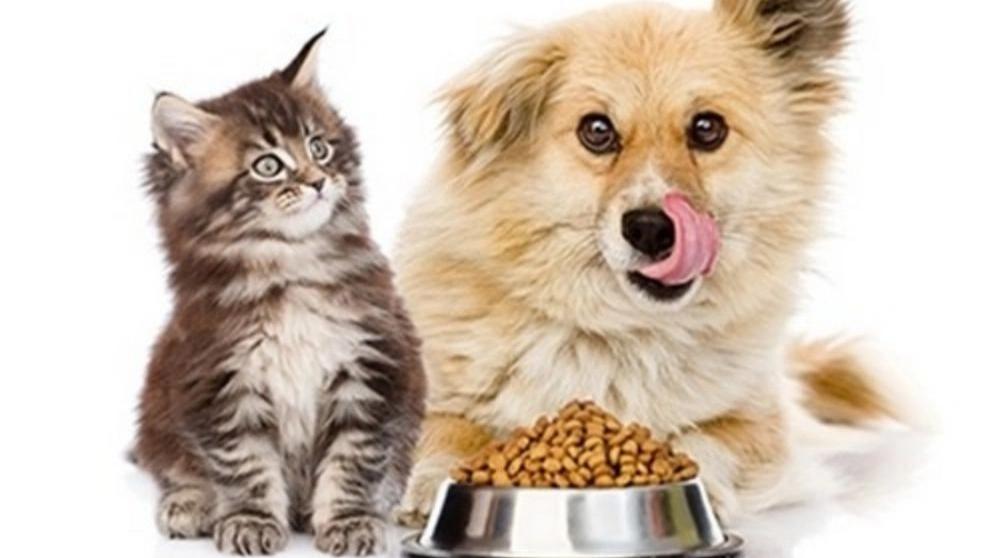 Kedi ve köpek maması seçiminde önemli noktalar