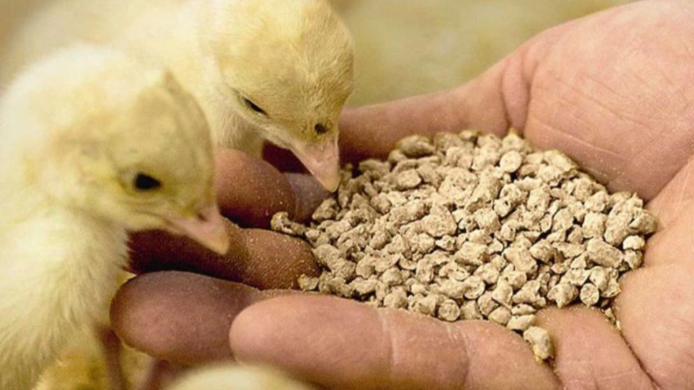 Sources of animal and poultry feed