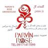 Provin Dutch rose cuttings production and distribution in Yasouj