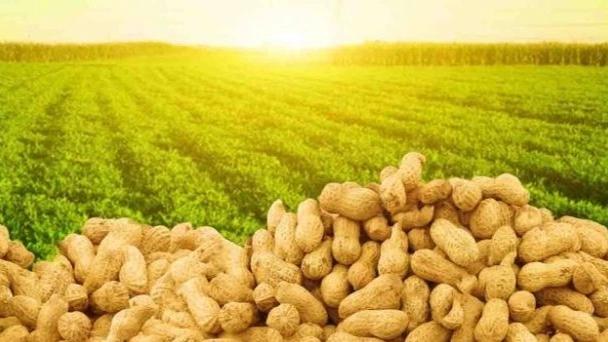 İran'ın fıstık ihracat kapasitesi