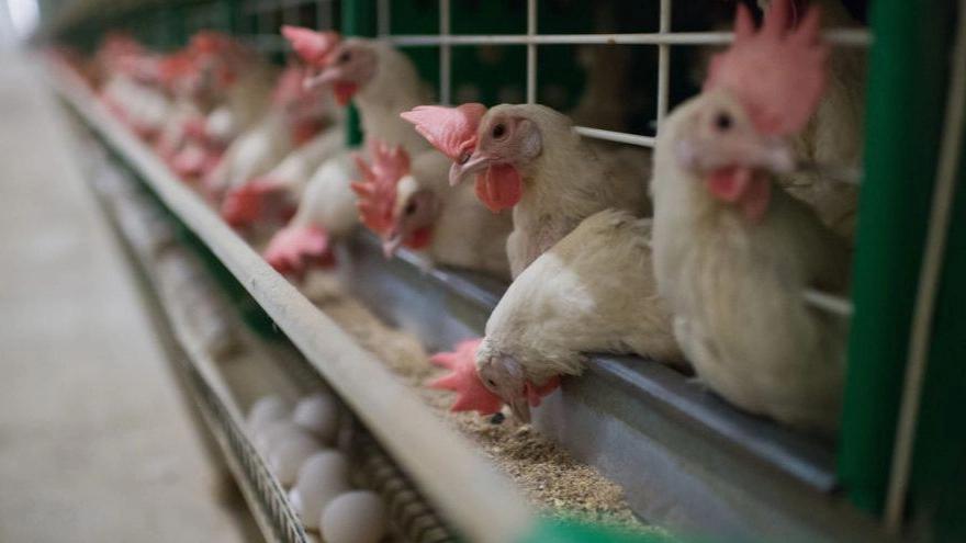 Some of the most important poultry equipment