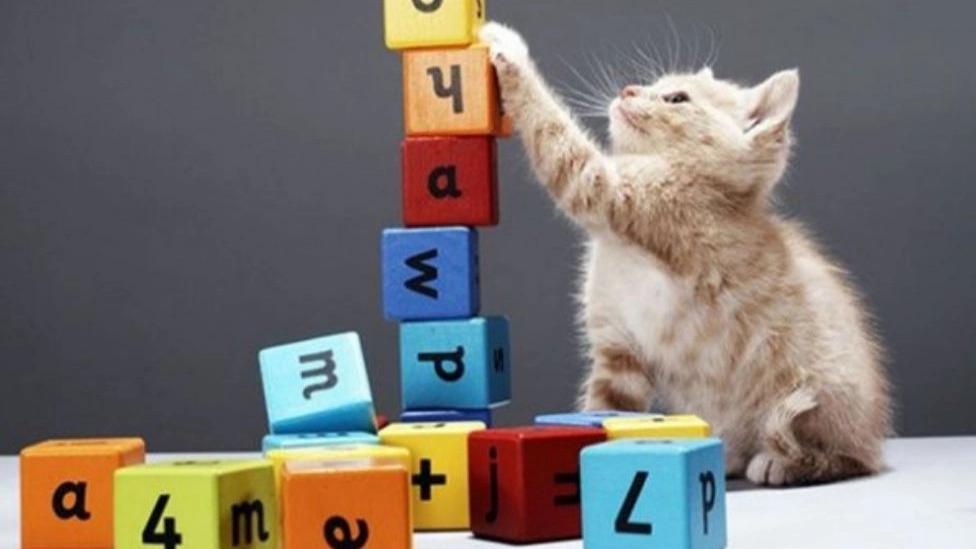The importance of buying toys and pet supplies
