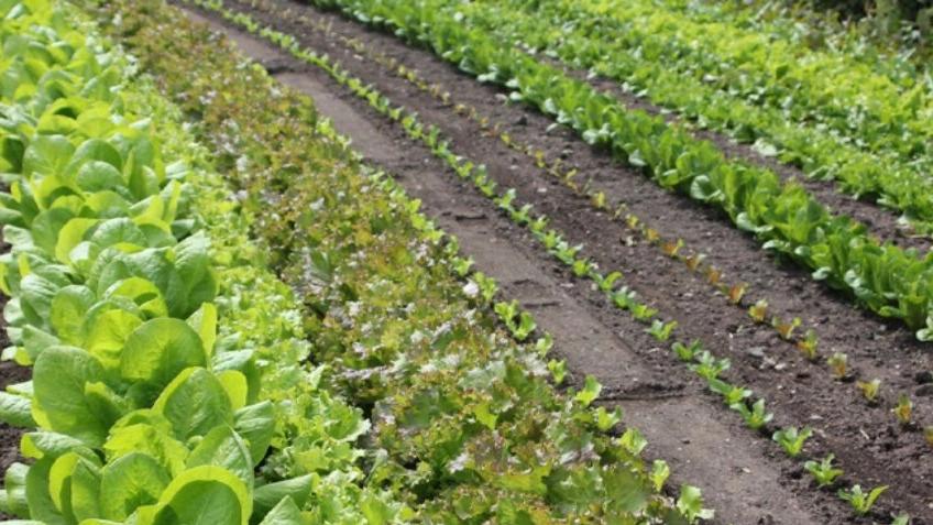 The most important operation after planting seedlings in the soil