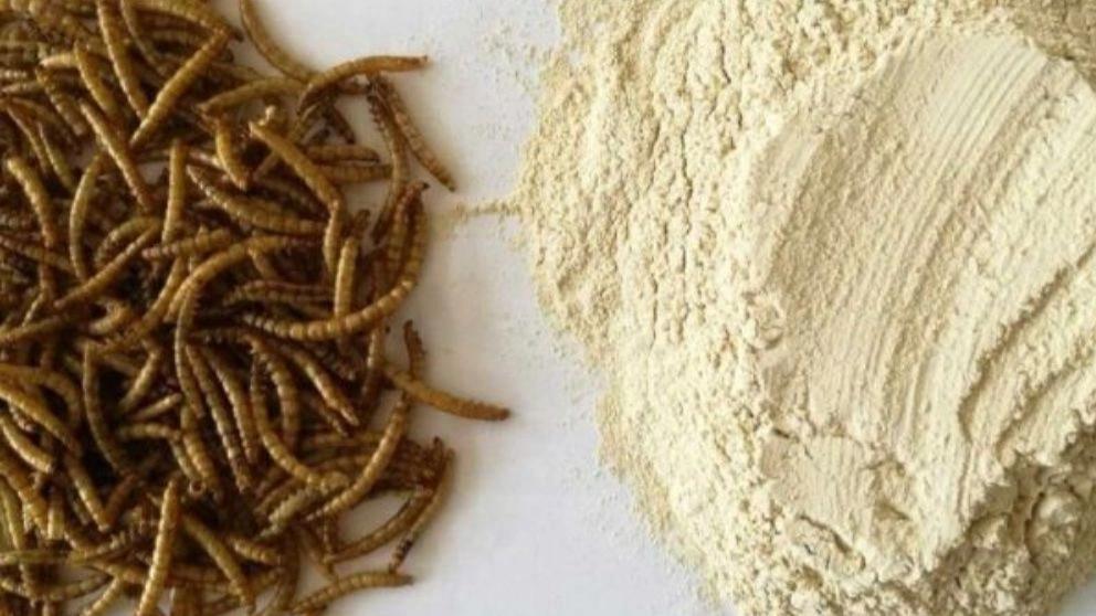 The protein in Rasht milorum