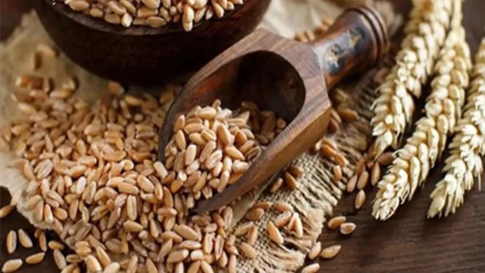 Selling wheat agricultural products in Khuzestan