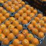 Feriborz fruit and vegetables, sales and packaging of fruits and vegetables in Rodan
