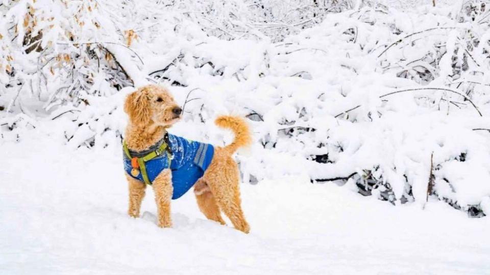 Advantages of using dog and cat clothes