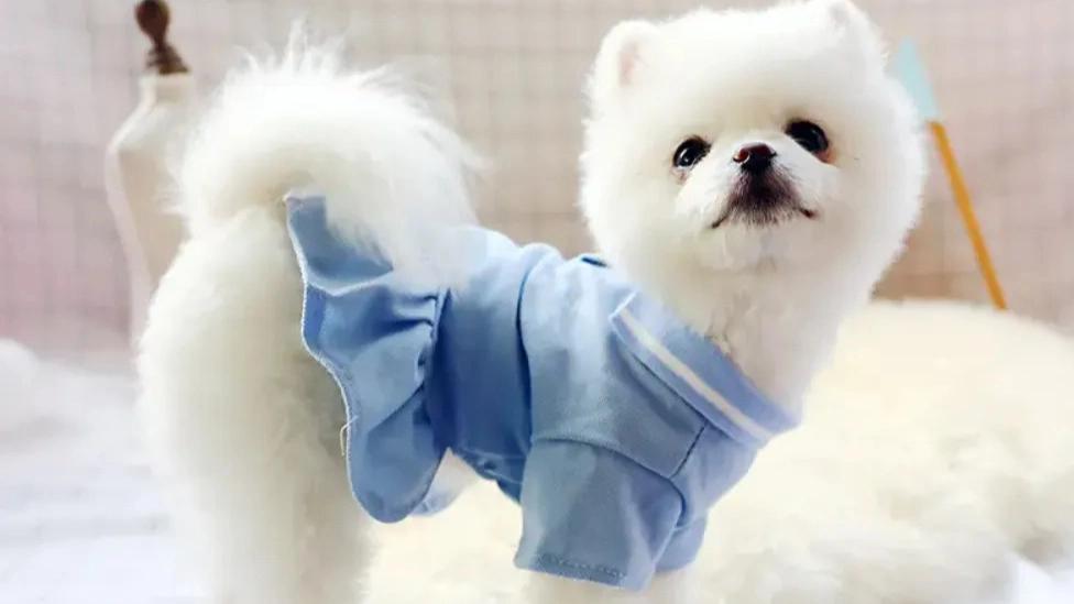 The importance of proper clothing for pets