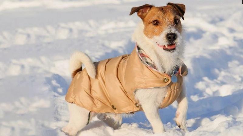 Köpeklerin neden kıyafetlere ihtiyacı var?