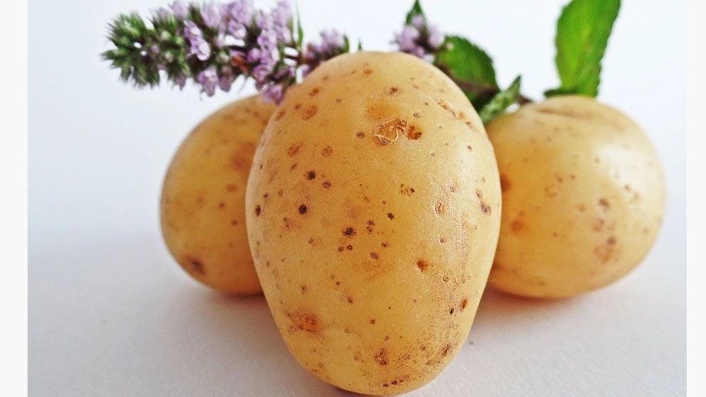Characteristics of healthy potatoes
