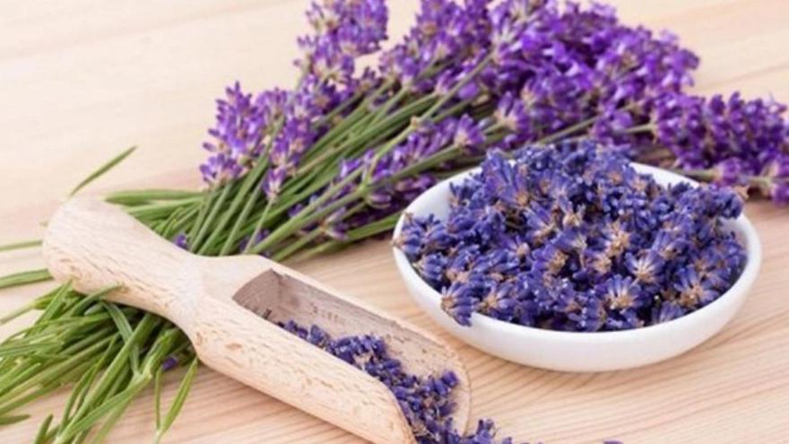 Lavender and its properties