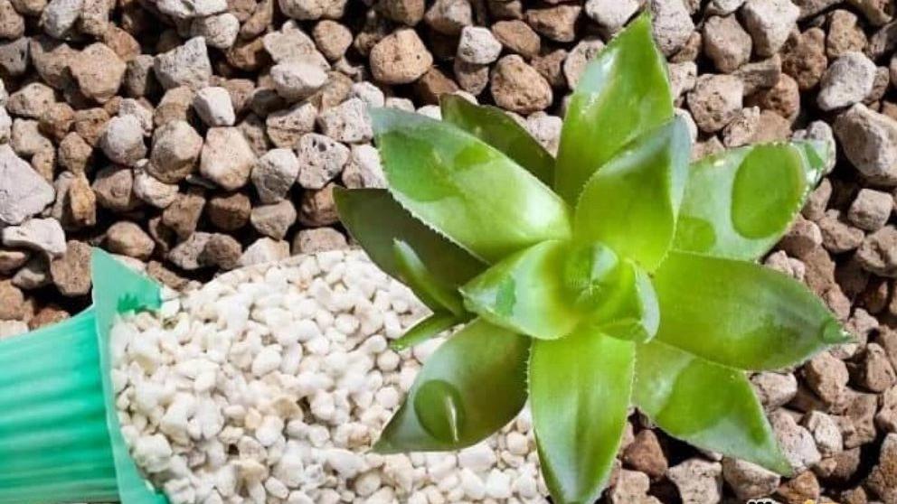 What is perlite and what are its uses?