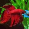 Distribution of Bulurian aquarium supplies, reproduction and breeding of ornamental fish in Sanandaj