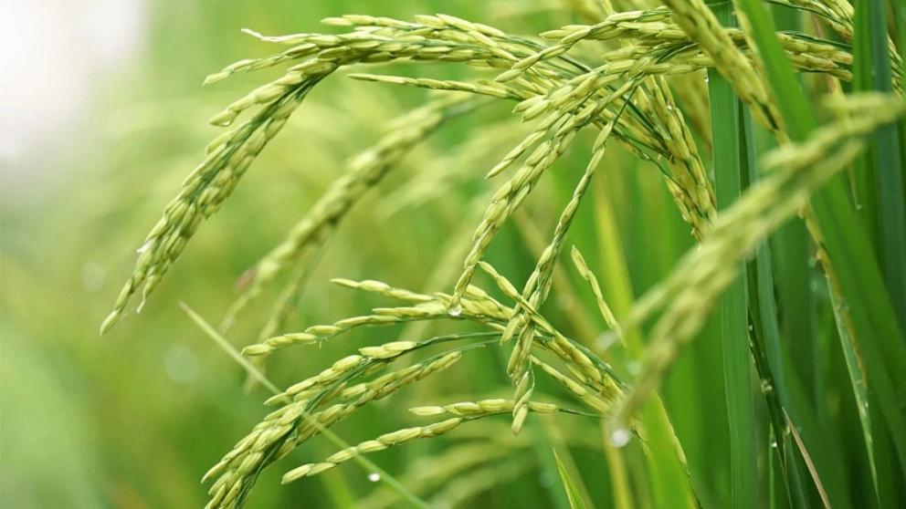 Properties of Iranian rice
