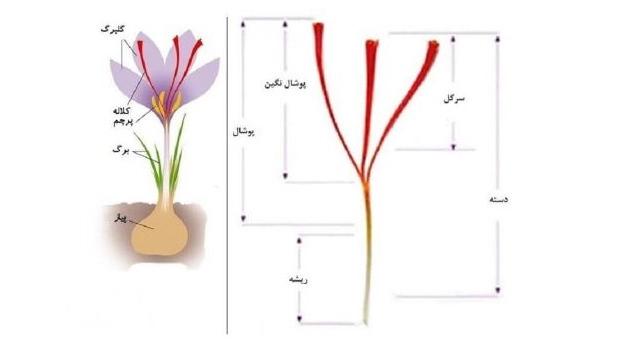 مكونات الزعفران
