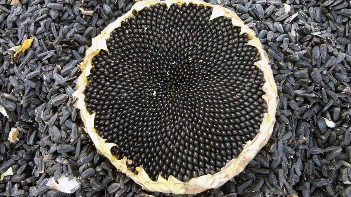 ayçiçeği tohumları