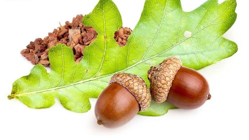 خصائص البلوط لعلاج الأمراض