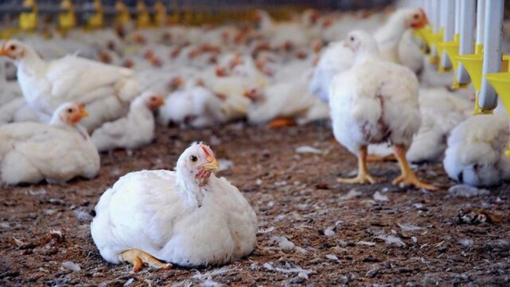 Properties of Rasht Super Chicken local chicken