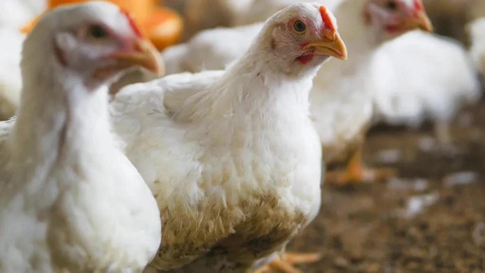 Süper Tavuk organik tavuğun lezzetinin incelemesi