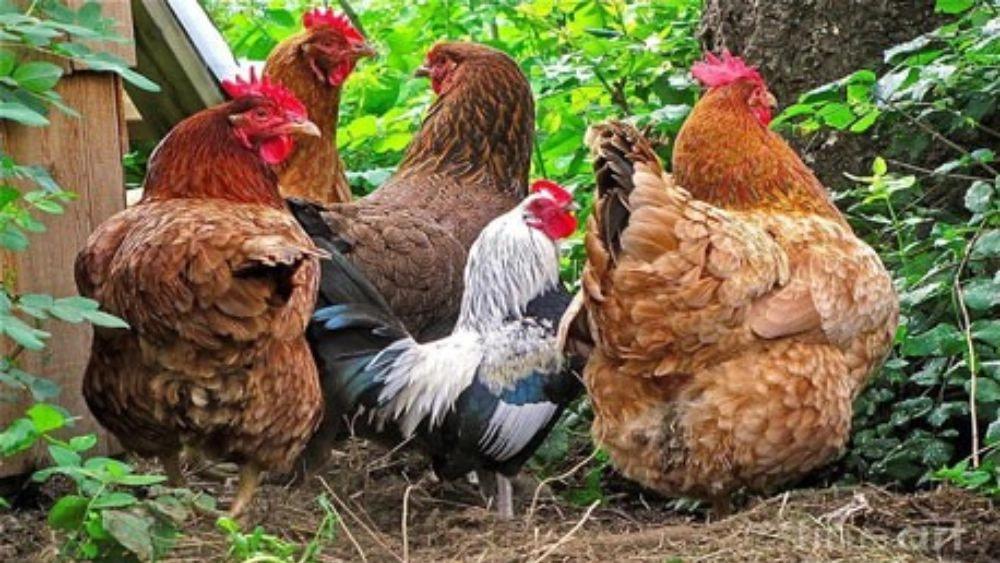 What does real organic chicken mean?