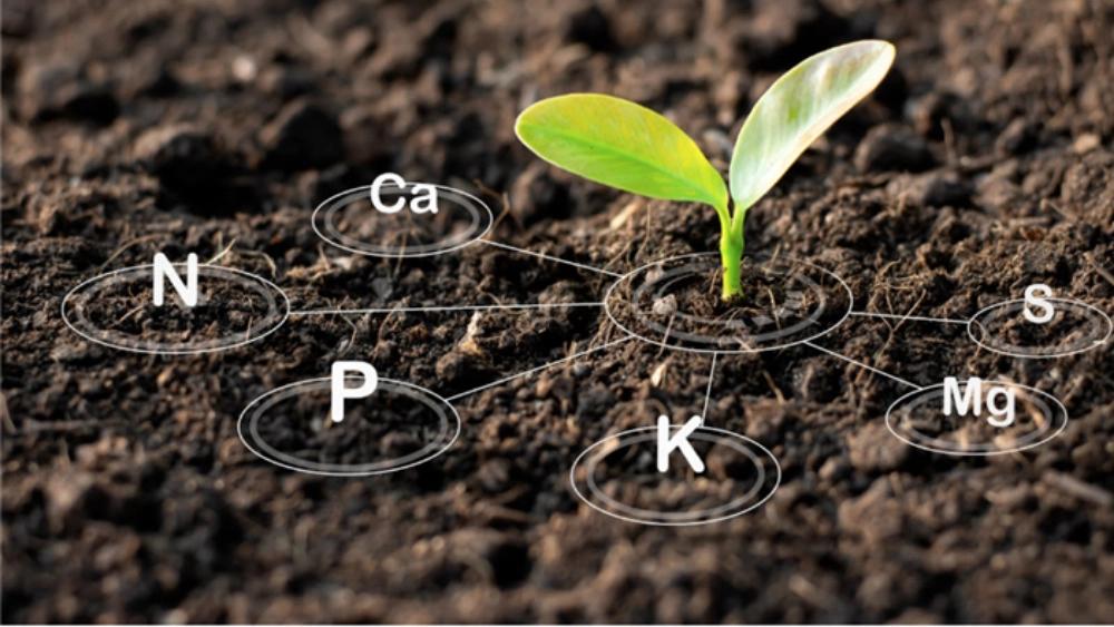 Familiarity with several types of biofertilizers
