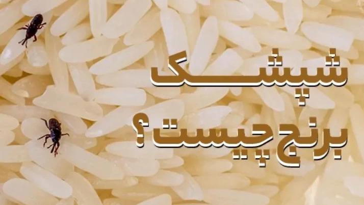 Ways to prevent rice lice