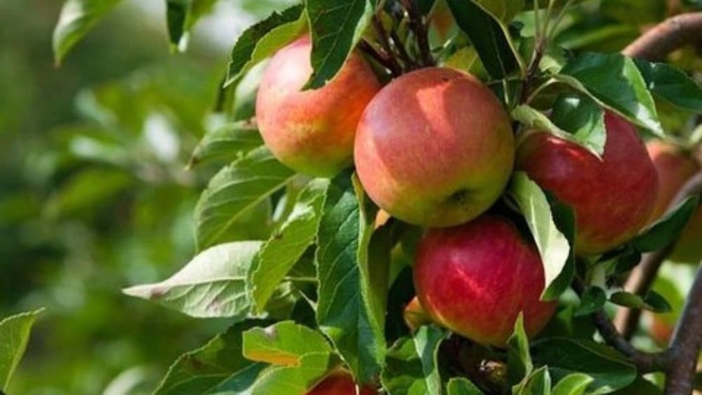 صادرات میوه گلخانه محمودی