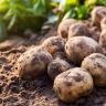 Wholesale buying and selling of Kamali potatoes and onions in Kerman