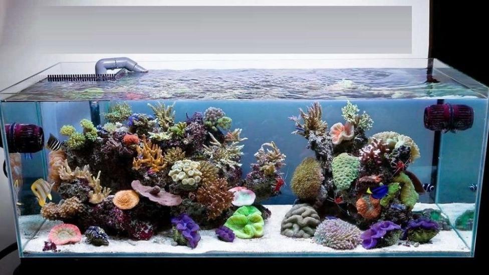 Construction of a saltwater aquarium in Ahvaz