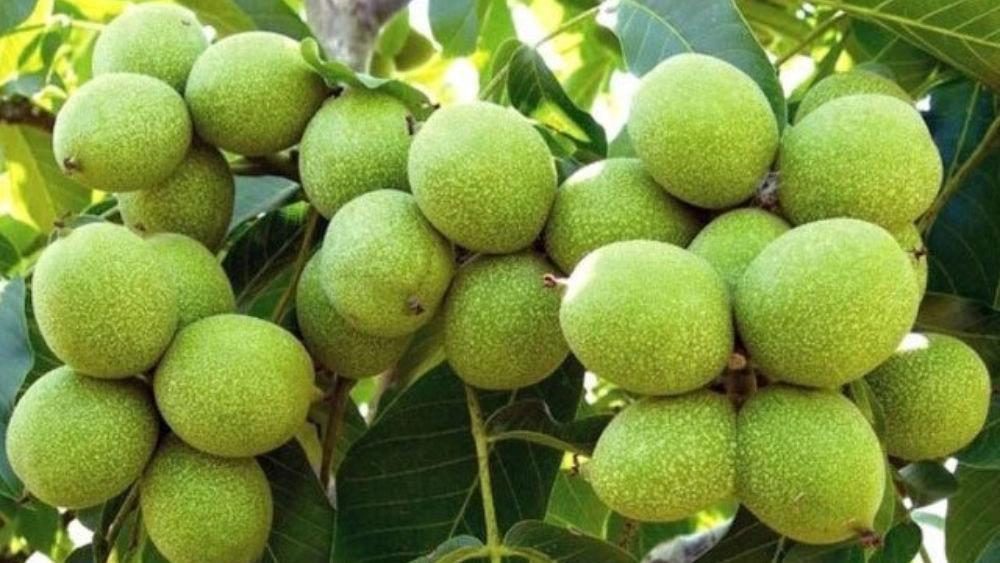 Damavand Nursery